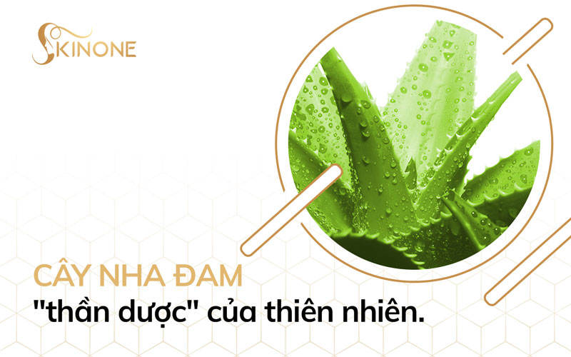 Cây nha đam – “thần dược” của thiên nhiên