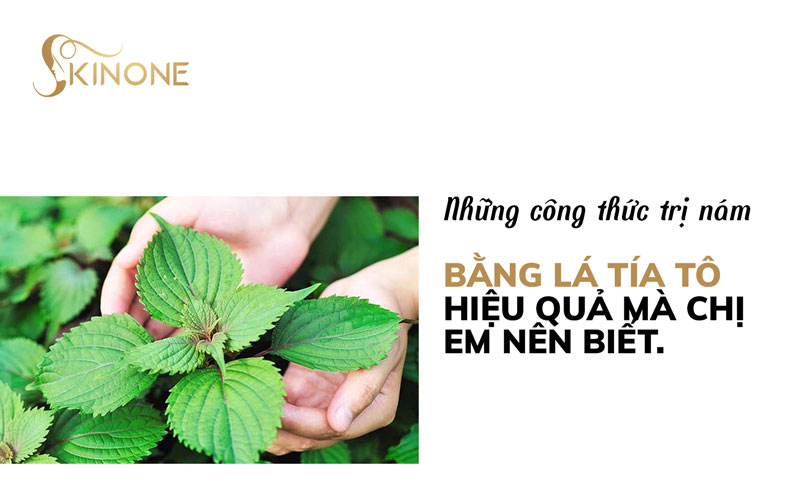 Những công thức trị nám bằng lá tía tô hiệu quả mà chị em nên biết